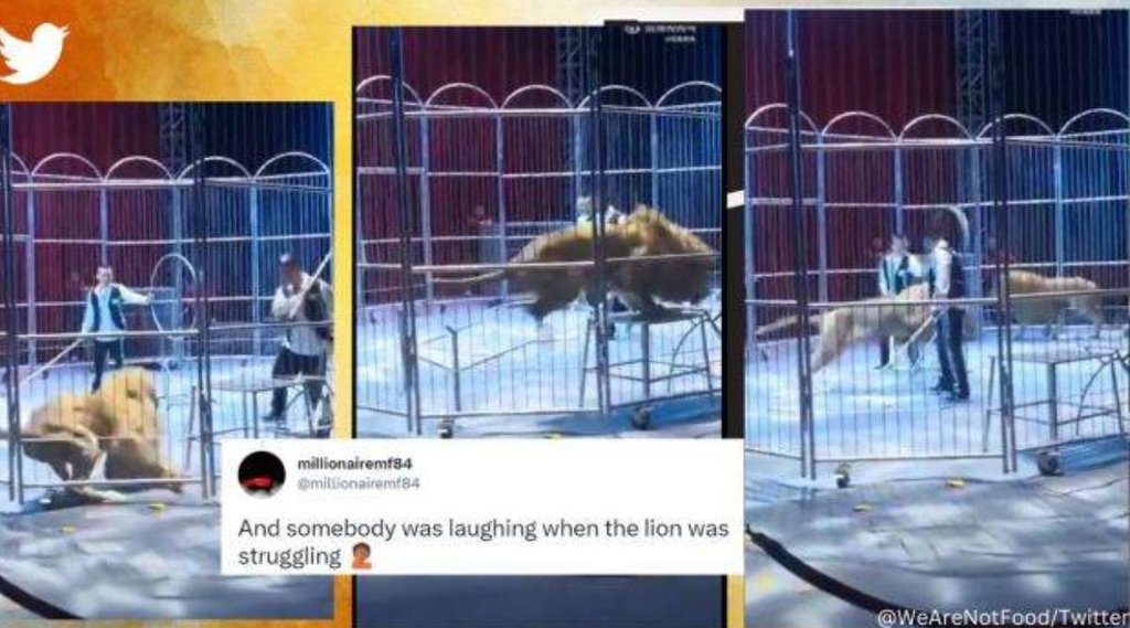 viral video II China II Lion