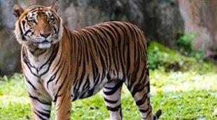 tiger, tamil nadu, death