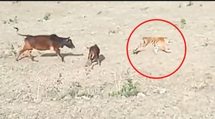 Tiger II Cow II Viral Video
