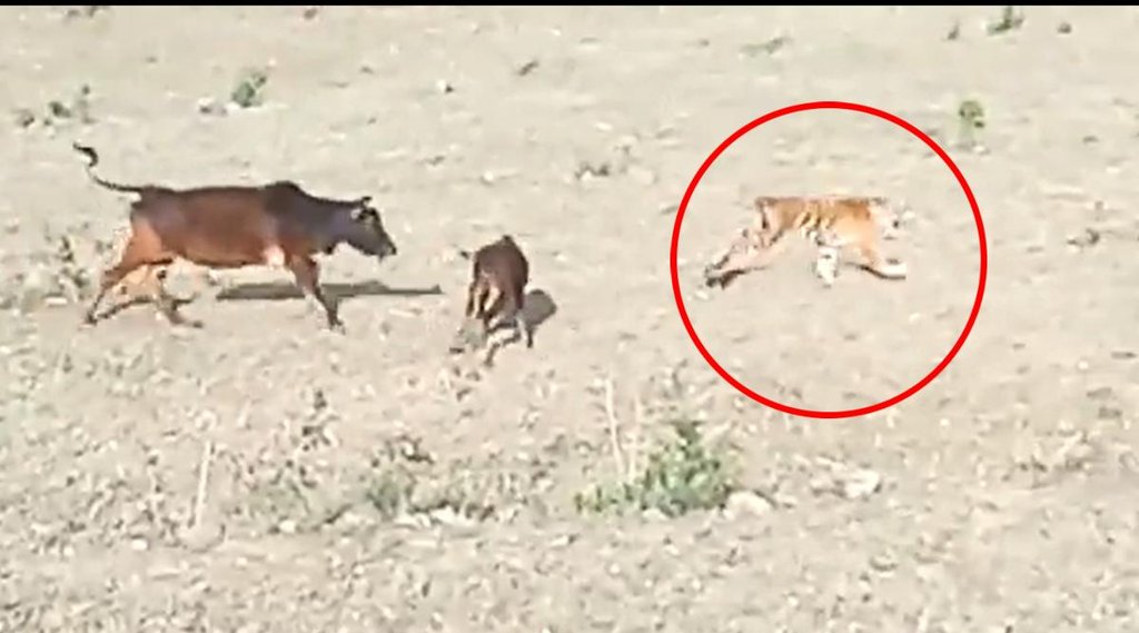 Tiger II Cow II Viral Video