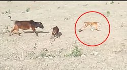 खुले मैदान में चीते ने दौड़ा कर बछड़े को पकड़ा, गाय के पहुंचते ही भाग खड़ा हुआ; वायरल हो रहा ये वीडियो