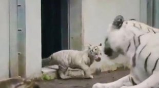 Tiger II Viral Video II Trending News