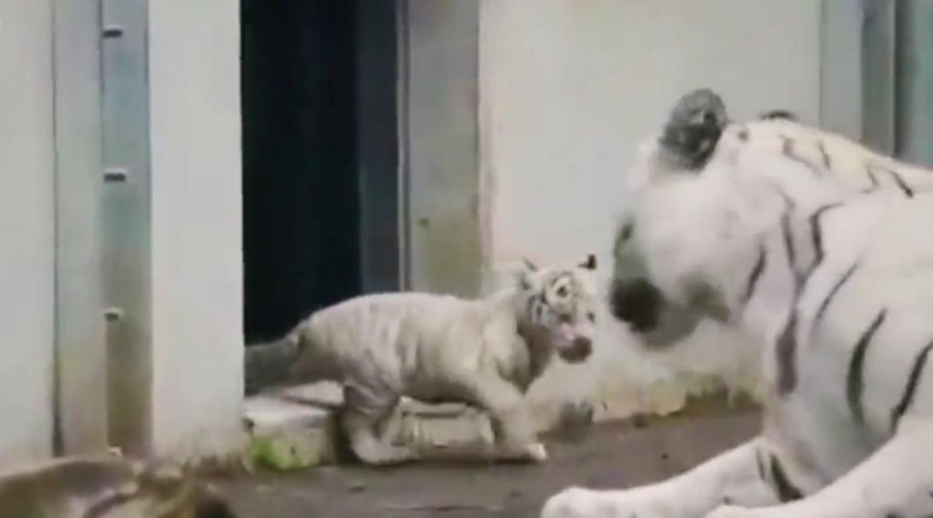 Tiger II Viral Video II Trending News