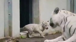 बच्चे की क्यूट हरकत से डर गया चीता, यूजर्स बोले- इस वीडियो ने हंसने पर कर दिया मजबूर