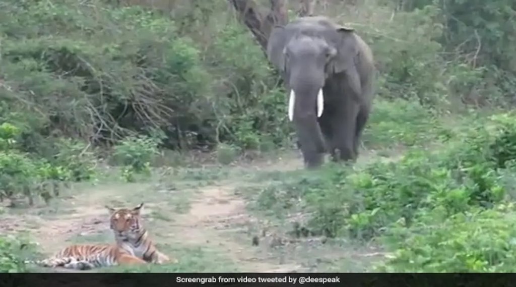 Tiger and elephant Tiger and elephant