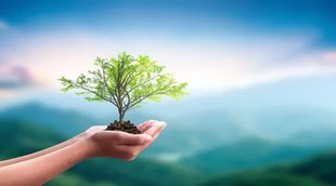 Tree plant| Nature