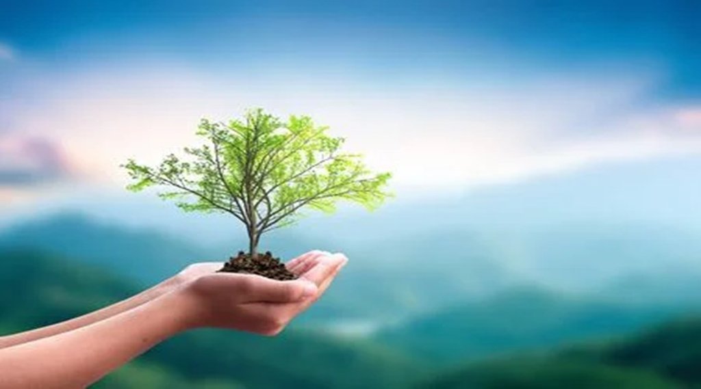 Tree plant| Nature