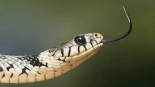 Snake Found