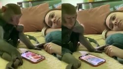 लेटी महिला के बगल में फोन चलाते बन्दर का वीडियो आया सामने, आंनद महिंद्रा ने दिया ऐसा कैप्शन