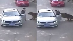 बीच सड़क बहस करने गाड़ी से उतरी महिला, उठा ले गया बाघ, वायरल वीडियो देख लोगों की निकली चीख