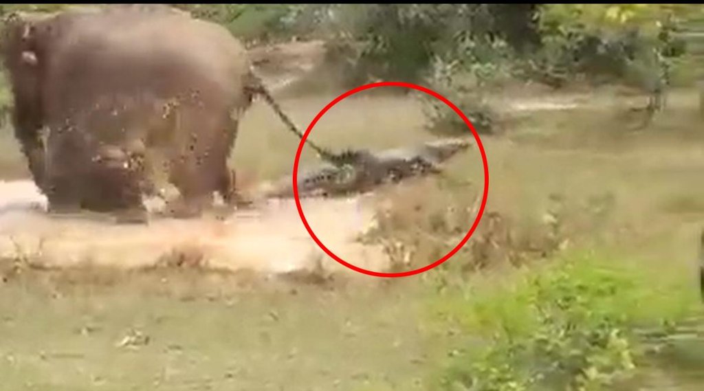 Viral Video II Elephant II Trending News Jnasatta