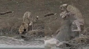 Viral Video II Wildlife II viral video