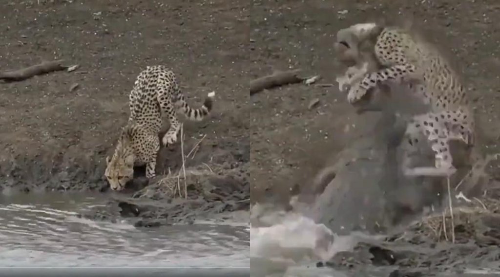 Viral Video II Wildlife II viral video