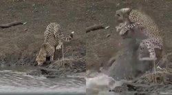 शिकारी का ही हो गया शिकार! पानी पीने पहुंचे चीते पर मगरमच्छ ने किया हमला, रोंगटे खड़े कर देगा वीडियो
