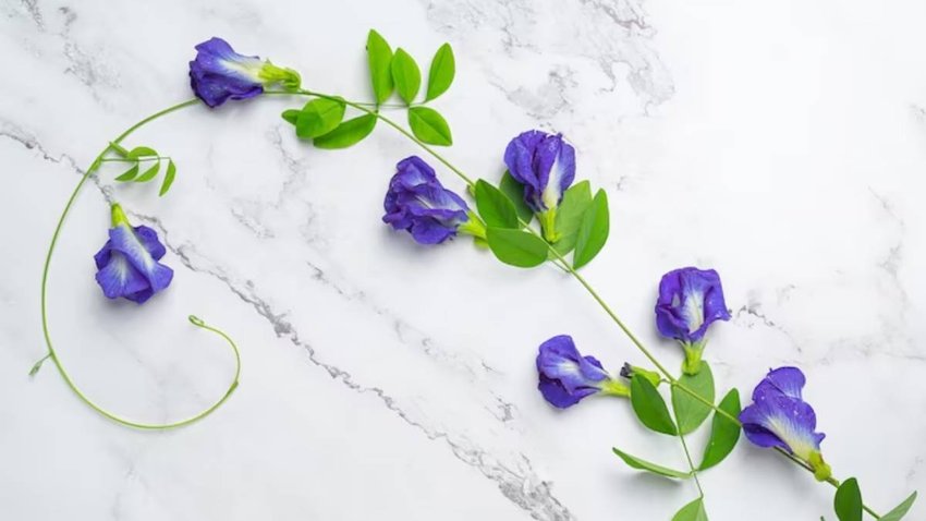 Vastu Tips for Aparajita Plant, best direction for Aparajita plant, worst Direction for Aparajita Plant, vastu tips butterfly pea, वास्तु शास्त्र अपराजिता का पौधा
