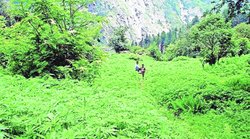 दवा-दस्तकारी के लिए भांग की खेती वैध बनाने की मांग