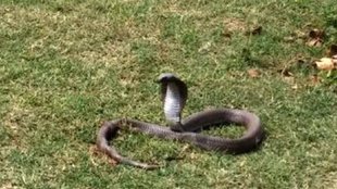 cape cobra in flight| south flight |