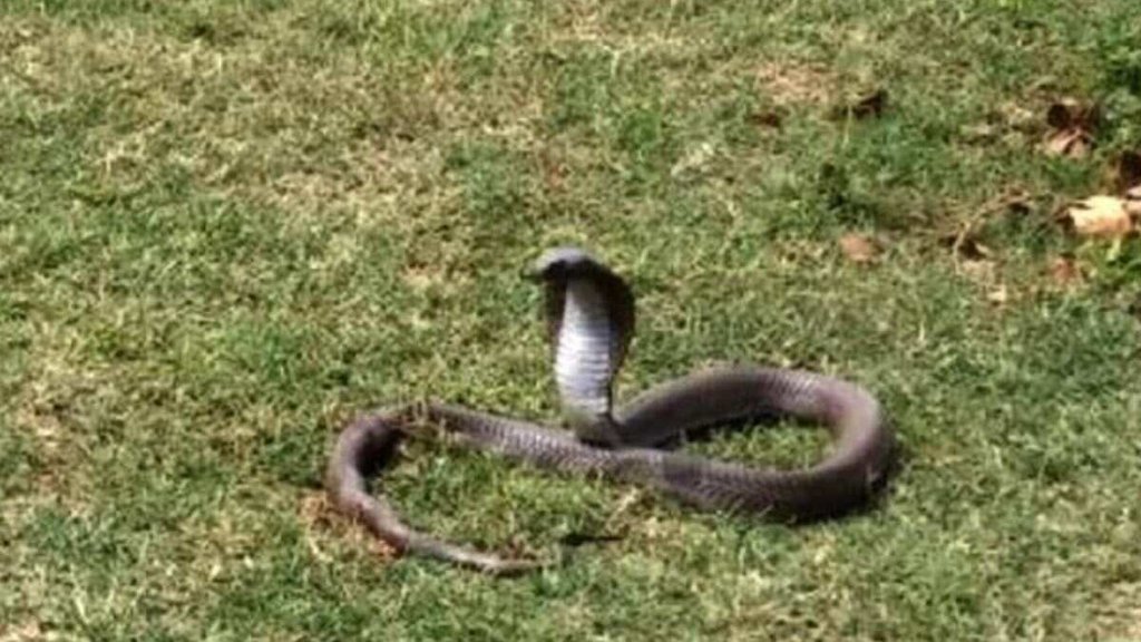 cape cobra in flight| south flight |