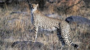 cheetah | Madhya Pradesh