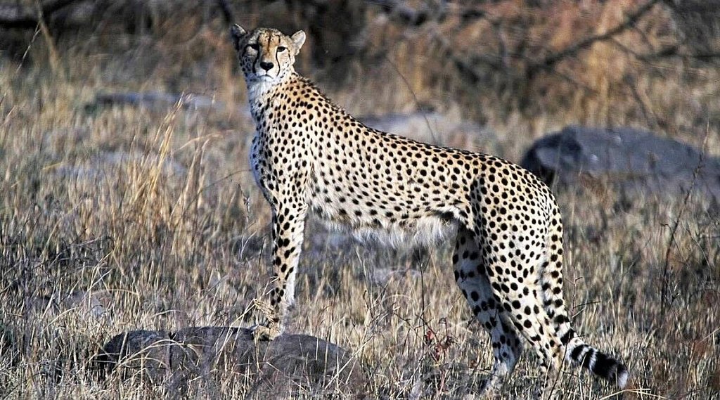 cheetah | Madhya Pradesh