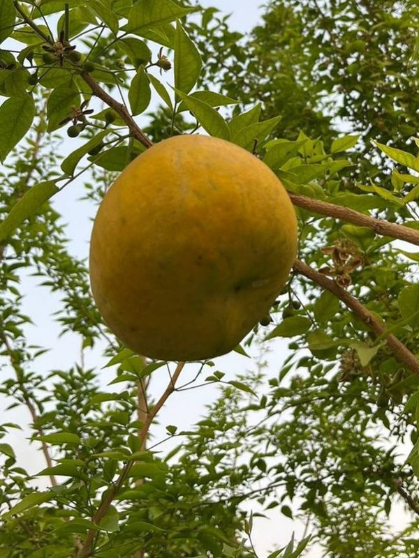BAEL FRUIT
