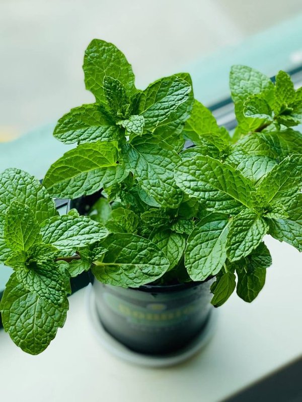 eleanor-chen-IytUViSv3GQ-unsplash