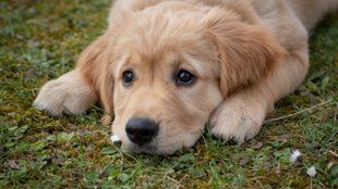 dog| andhra pradesh| complaint on dog