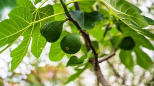 Fig Benefits, Diabetes Prevention Leaves, Diabetes Diet, , Diabetes, Blood Sugar, Fig Leaves,Remedies to Lower Blood Sugar Level in Hindi