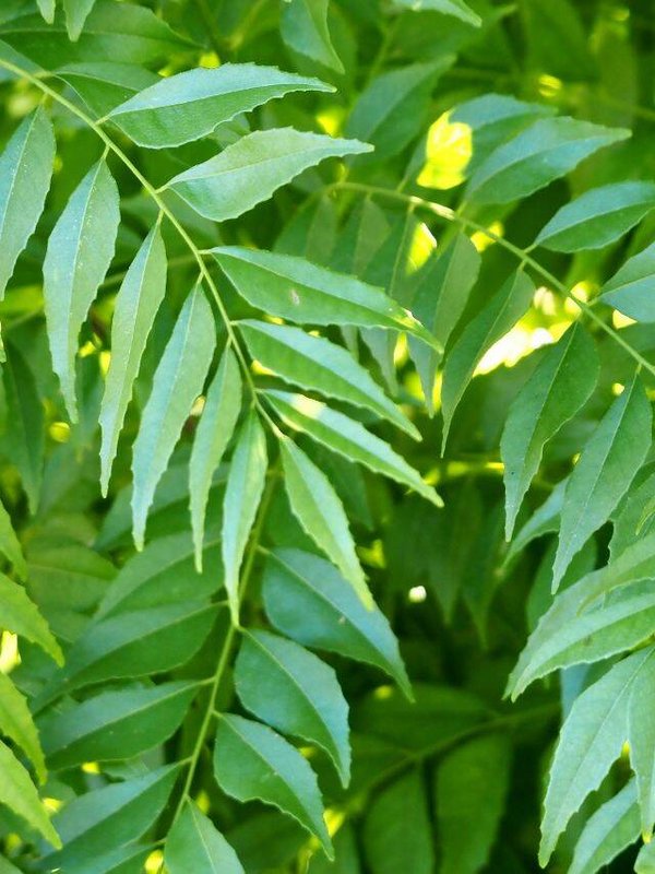 क्लोरीन