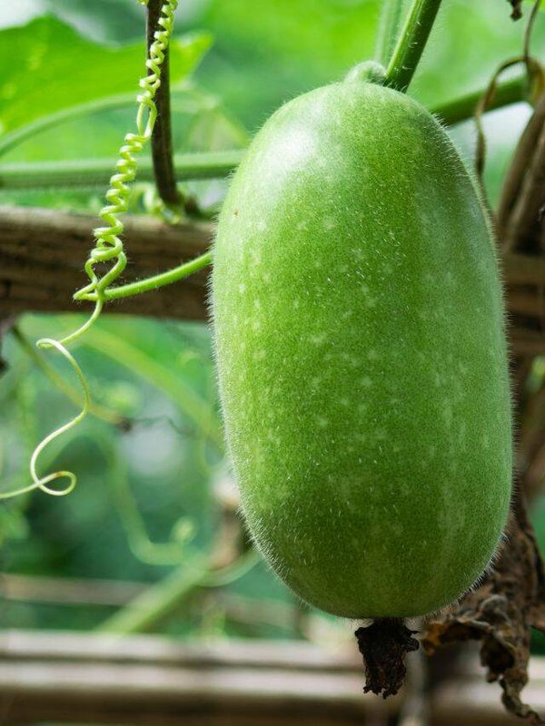 राख लौकी