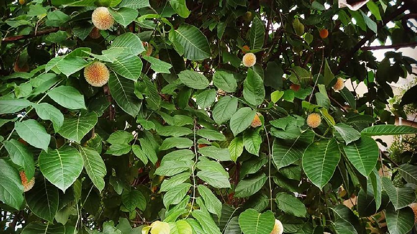 Vastu Tips For Kadamba Tree, कदंब के पेड़ संबंधी वास्तु टिप्स