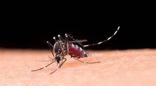 Malaria patients diet