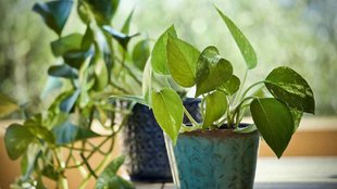 vastu tips, vastu tips for money plant, money plant