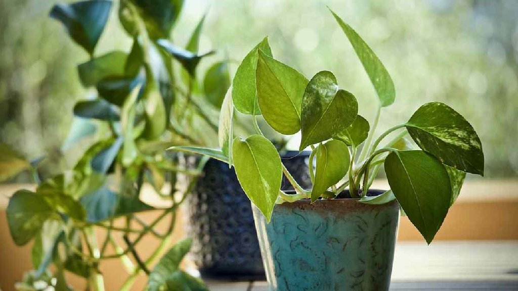 vastu tips, vastu tips for money plant, money plant
