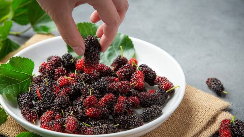 
Benefits Of Shahtoot,health benefits of mulberry, Shahtoot Ke Fade, शहतूत के फायदे