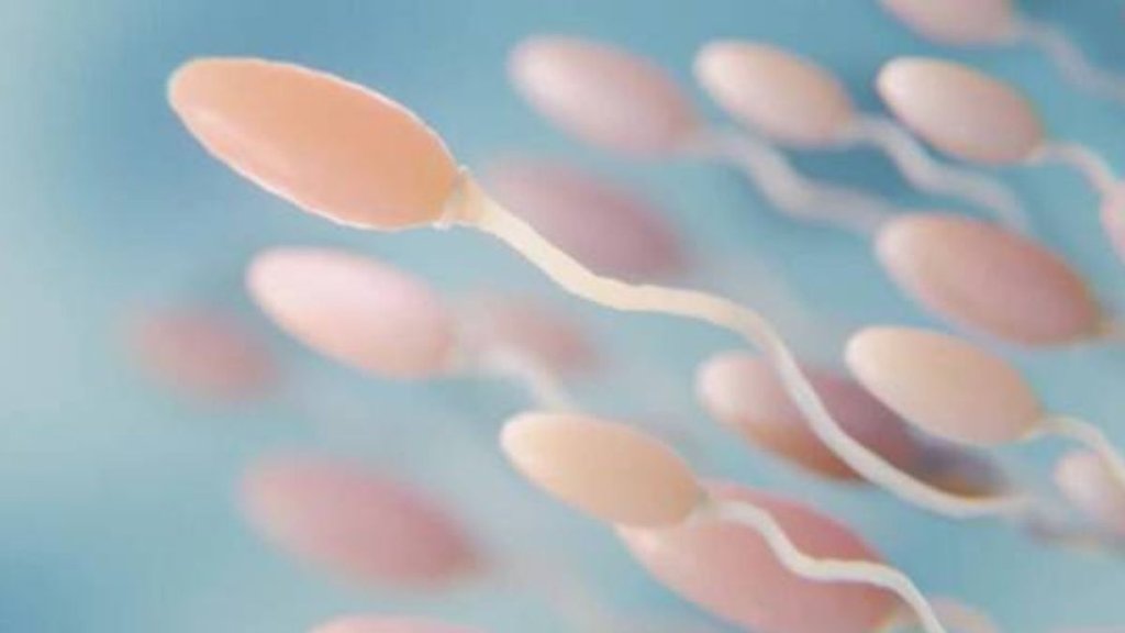 sperm doner| netherland| dutch court|