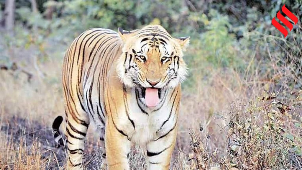 tiger| Killed |