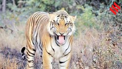 आदमखोर बाघों का आतंक 24 गांव कर्फ्यू के साये में