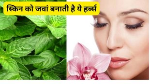 skincare ingredient, skincare routine, benefits of basil leaves for skin,