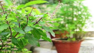 tulsi plant be kept at home, tulsi ka podha