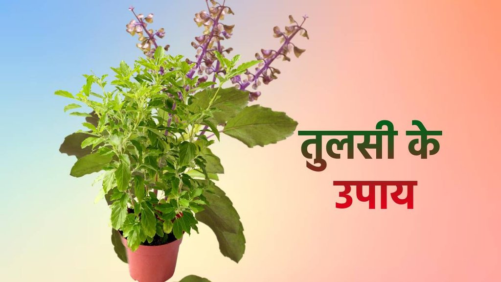 tulsi upay, tulsi