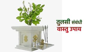 Vastu Tips For Tulsi, तुलसी के पौधे में बांधे पीला धागा, तुलसी के उपाय, Tulsi Upay