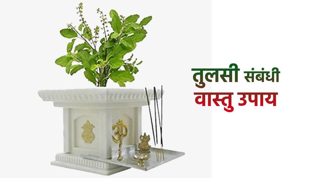 Vastu Tips For Tulsi, तुलसी के पौधे में बांधे पीला धागा, तुलसी के उपाय, Tulsi Upay