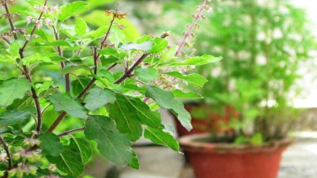 Vastu Tips For Tulsi Plant