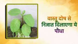 Vastu tips. Vastu Tips For Kadamba Tree, कदंब के पेड़ संबंधी वास्तु टिप्स