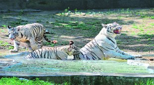 white | tiger | Zoo