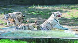 दिल्ली के चिड़ियाघर में अब सफेद बाघ के शावकों का होगा दीदार