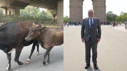 इजरायली डिप्लोमैट ने शेयर की भारतीय सड़क पर आवारा गायों की फोटो, अखिलेश यादव ने कसा तंज, लोग भी ले रहे मजे