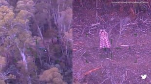 Australian-woman-stranded-in-forest