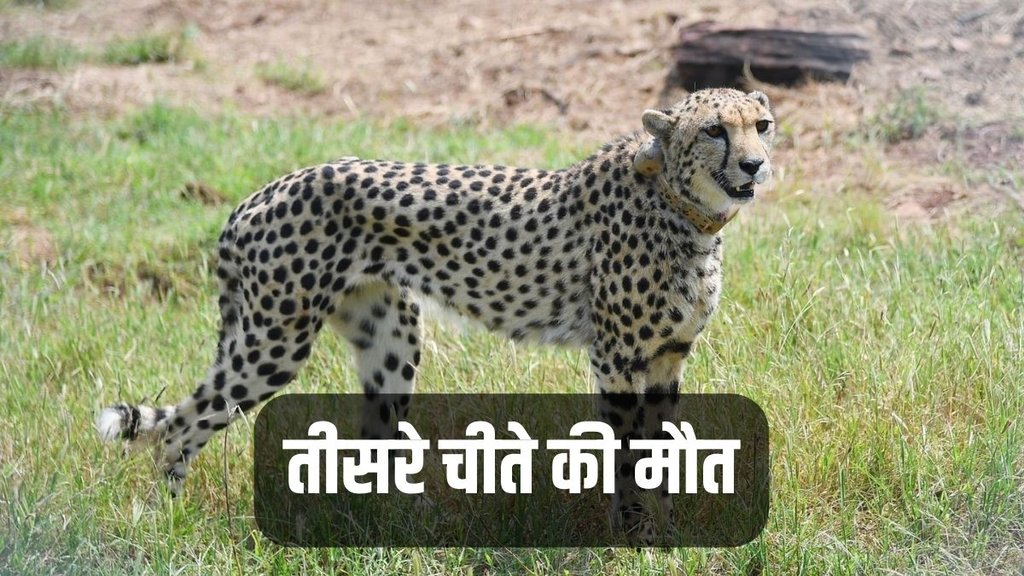 Cheetah, Cheetah Death, Cheetah News